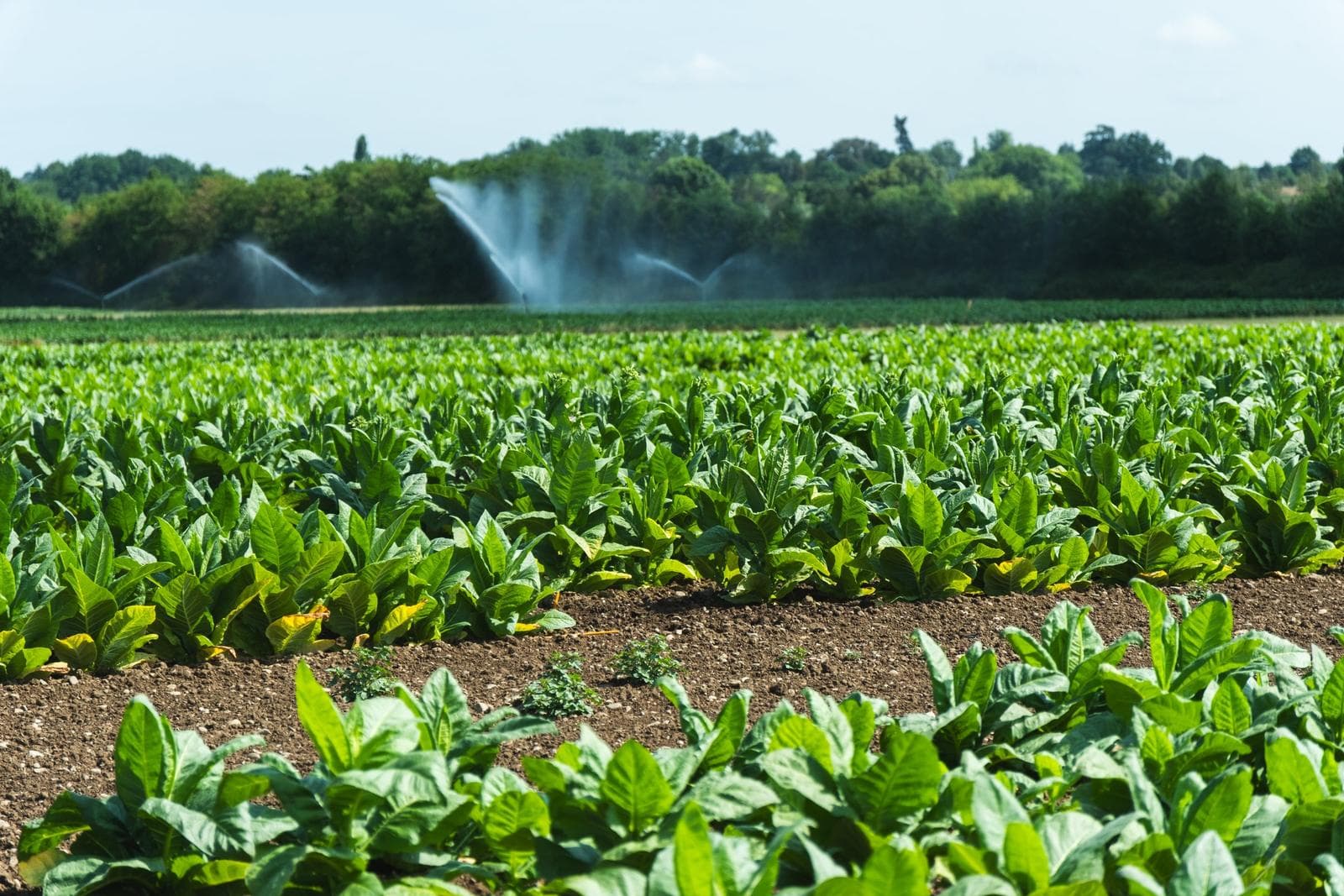 Parcelle de tabac sous irrigation