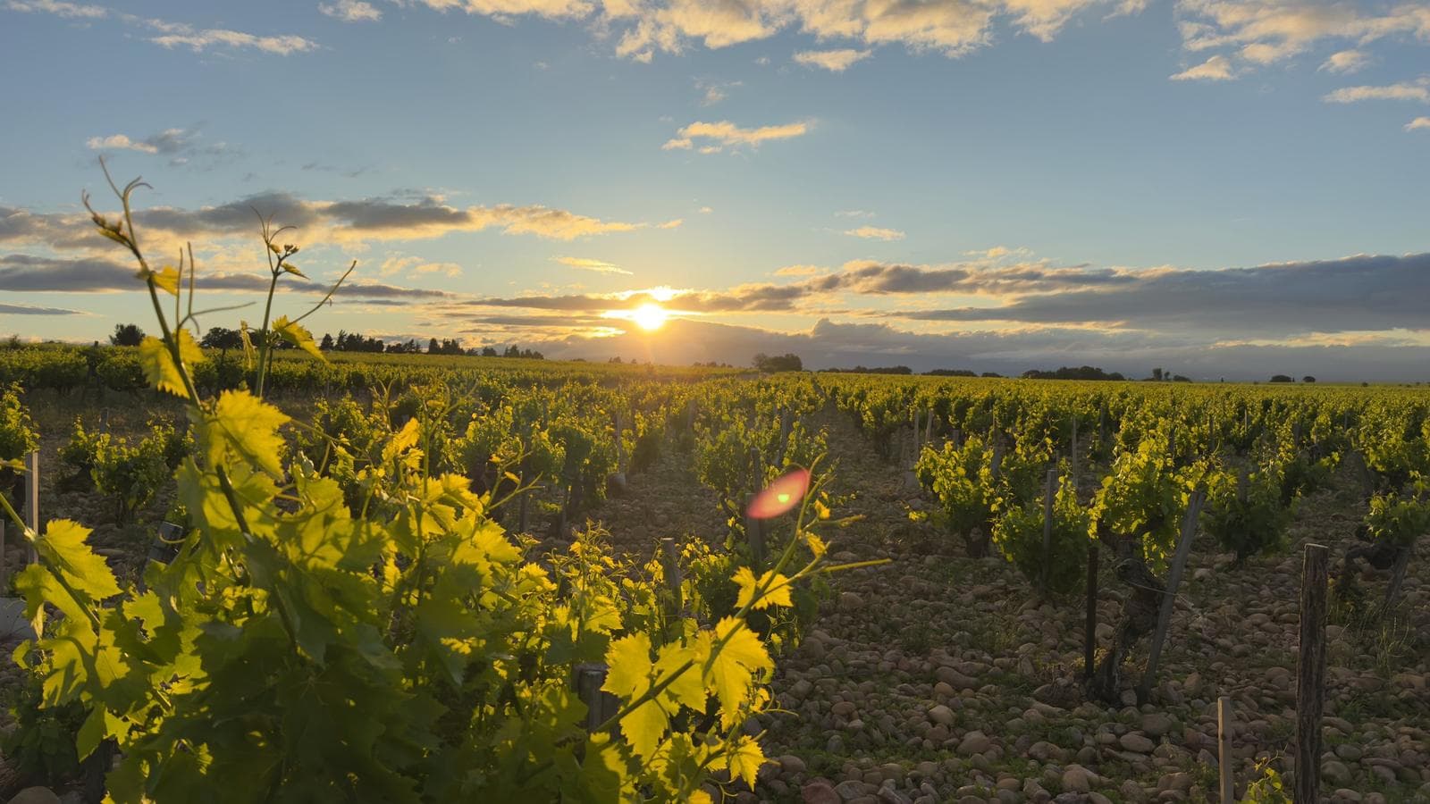 Lever de soleil sur le vignoble