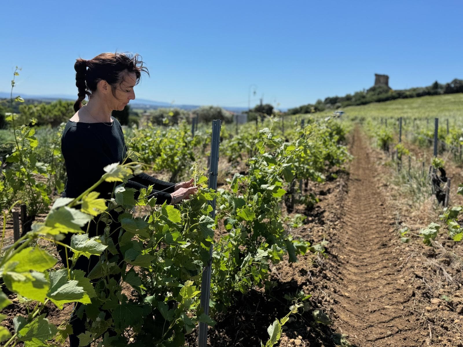 Travail de la vigne, tour en arrière-plan