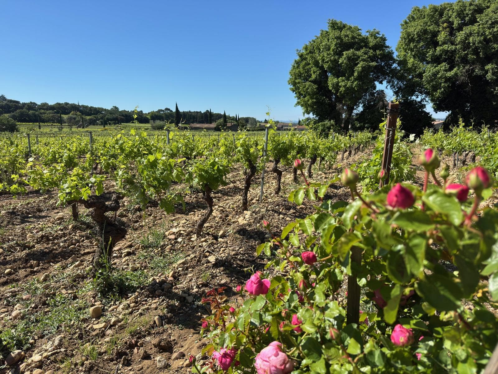 Rosiers en bout de rang