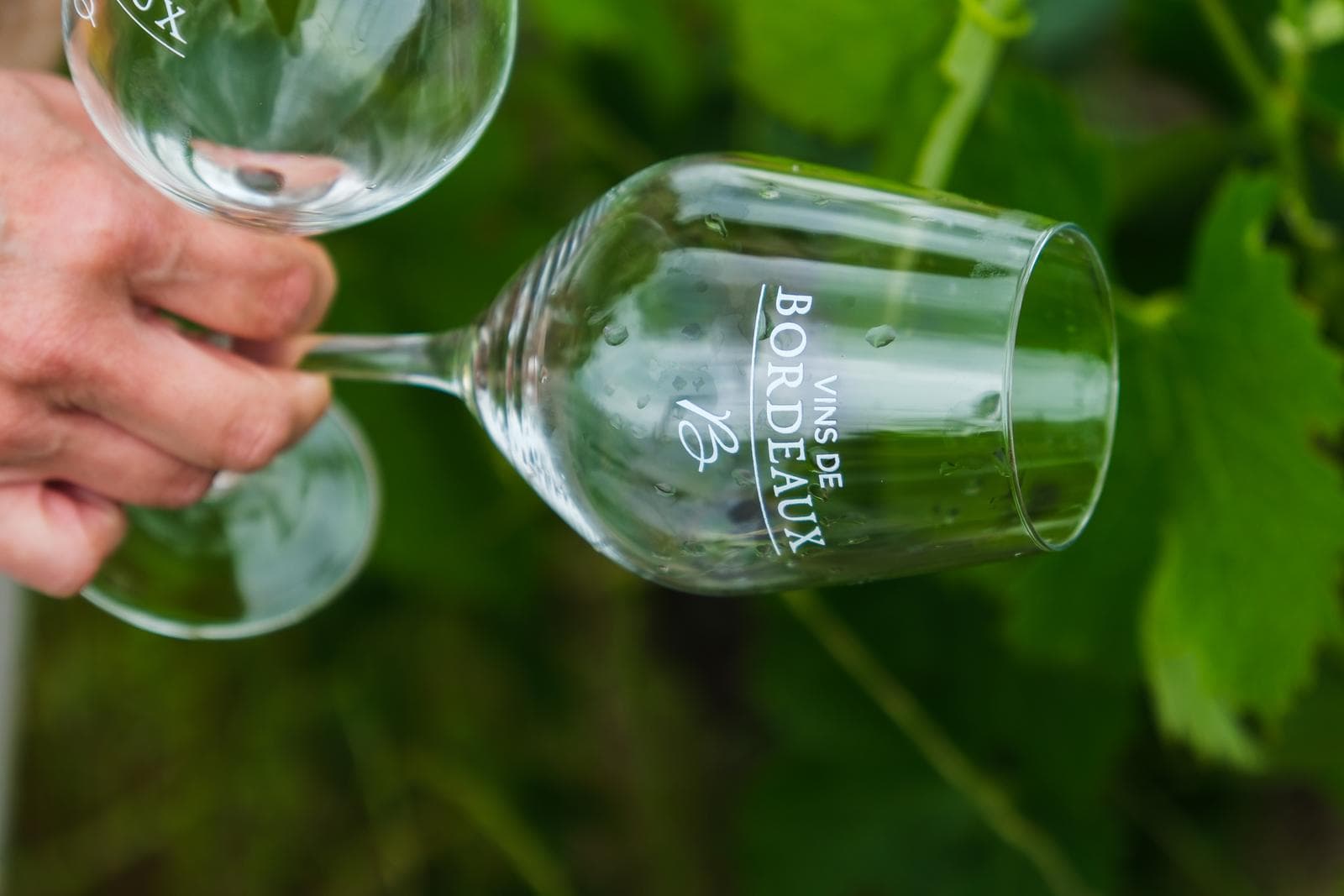 Deux verres Vins de Bordeaux devant le feuillage