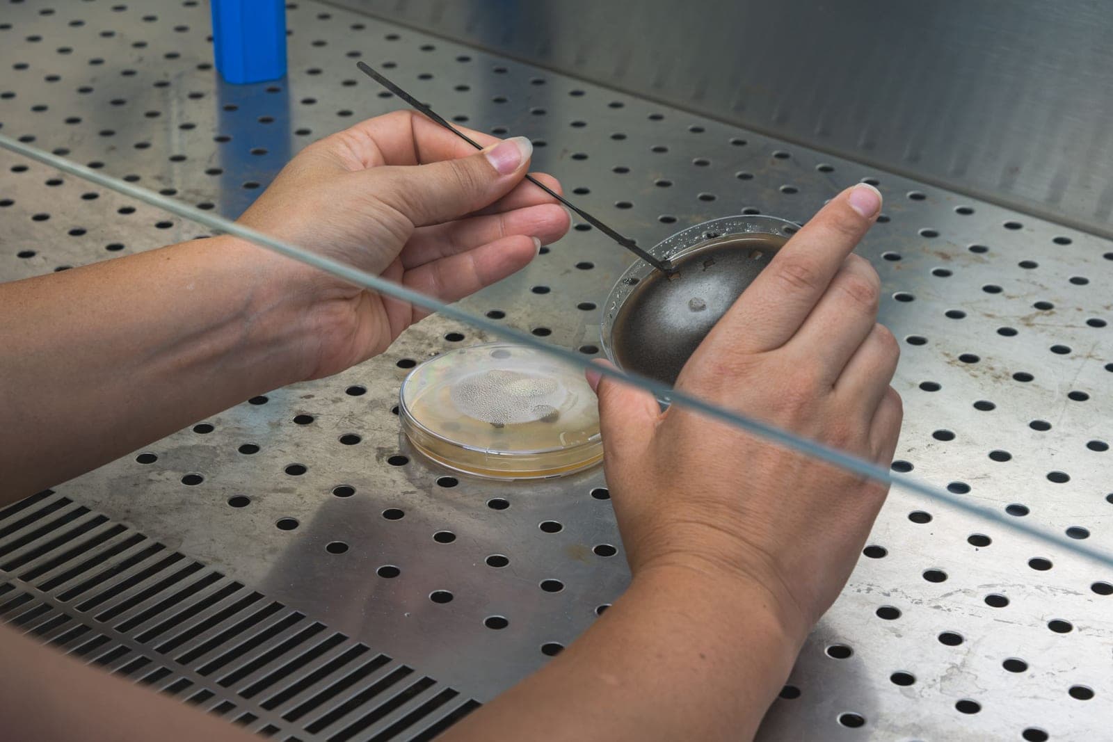 Mains qui ensemencent une boîte de Petri à la pince, sous une hotte