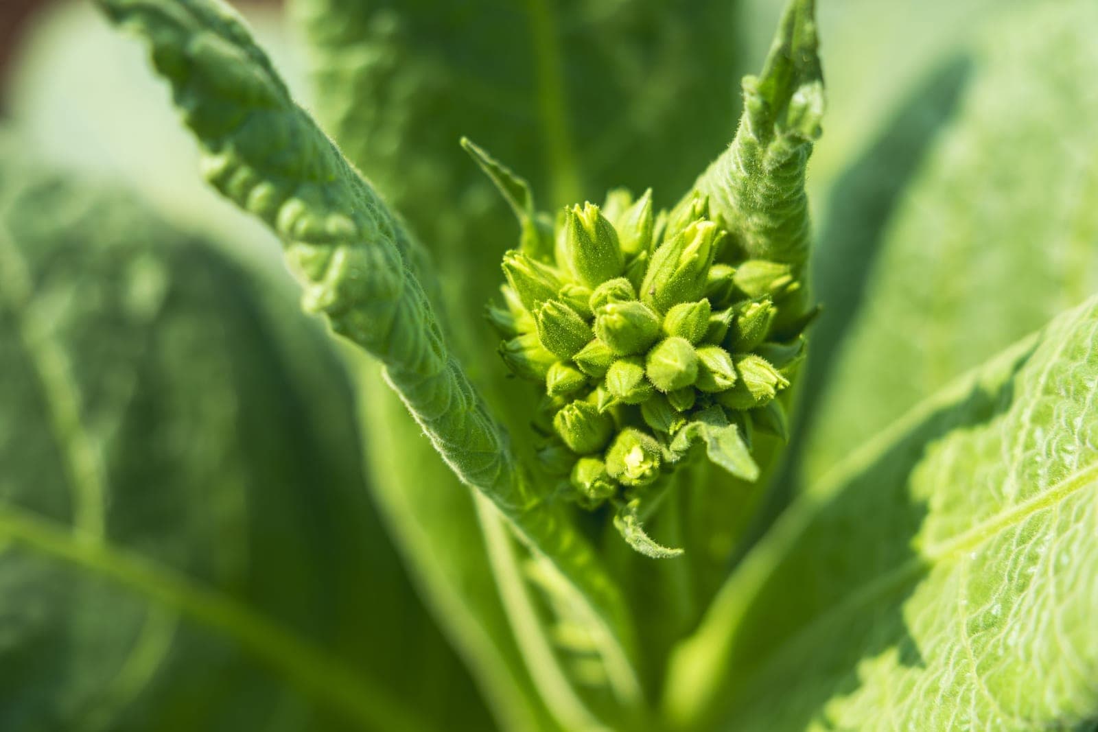 Bouton floral de tabac en gros plan, au cœur des feuilles