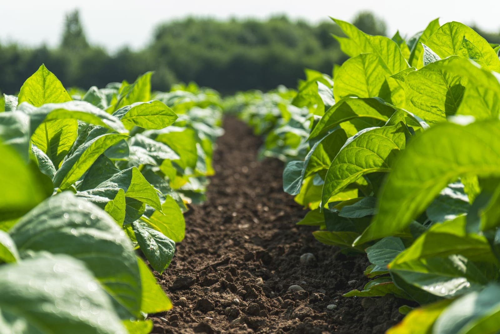 Allée de terre entre deux rangs de tabac en pleine végétation