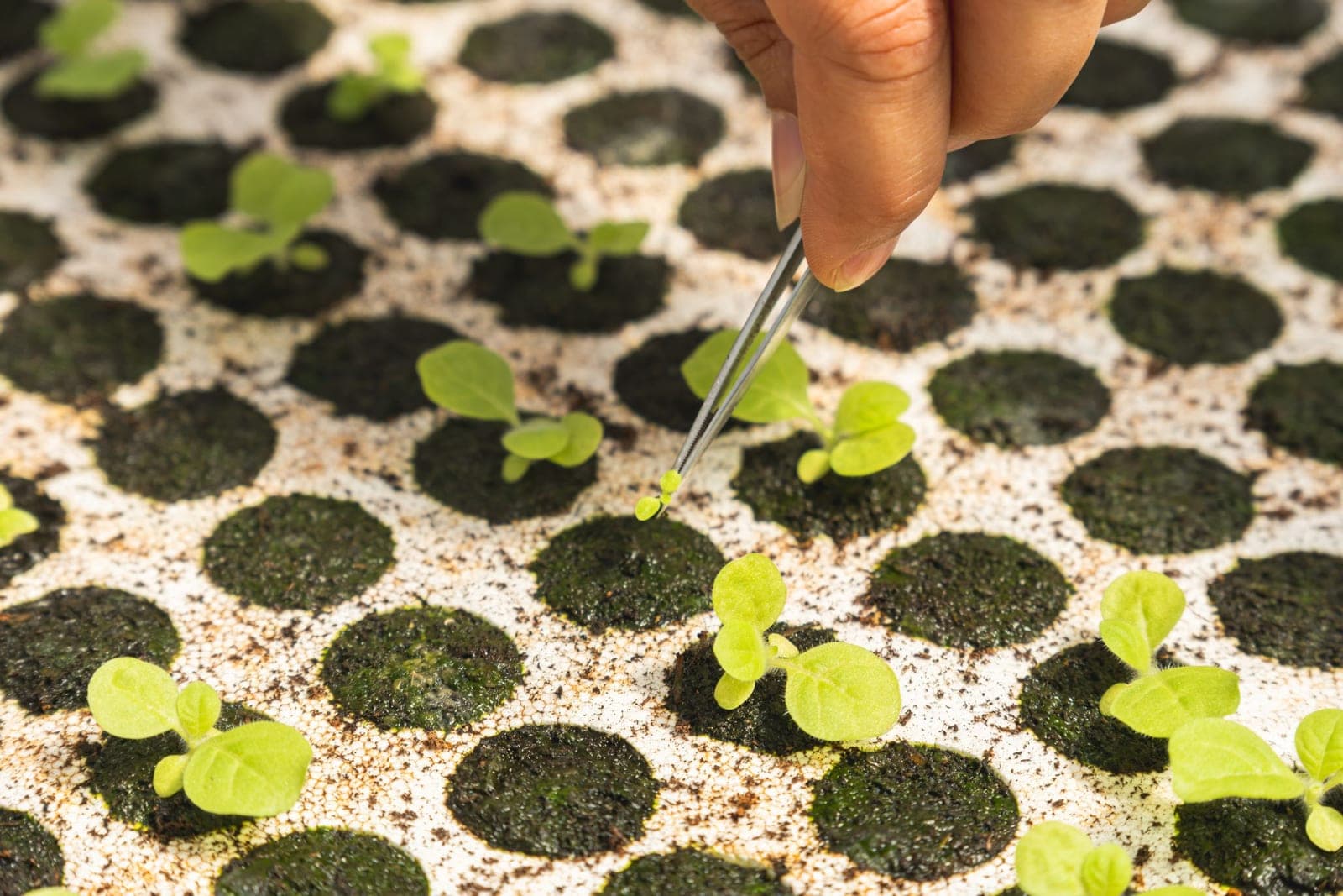 Pince qui saisit une jeune plantule dans une plaque de semis, en serre
