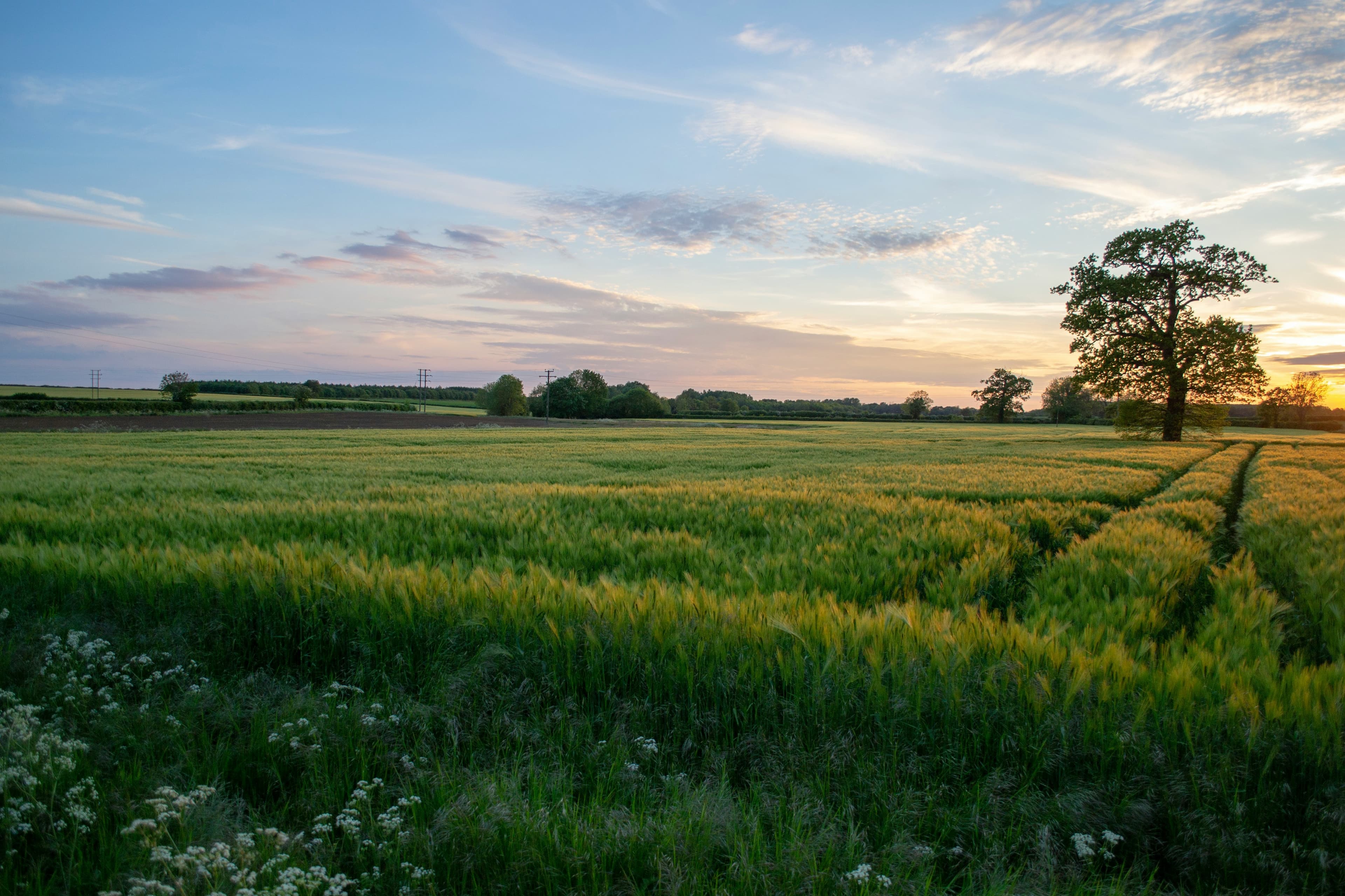 Vignoble